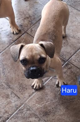 Haru image 1