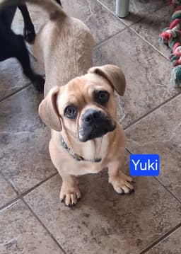 Yuki image 1