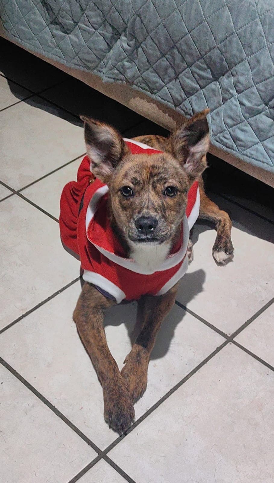 Daisy - Dutch Shepherd