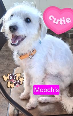 Moochis image 1