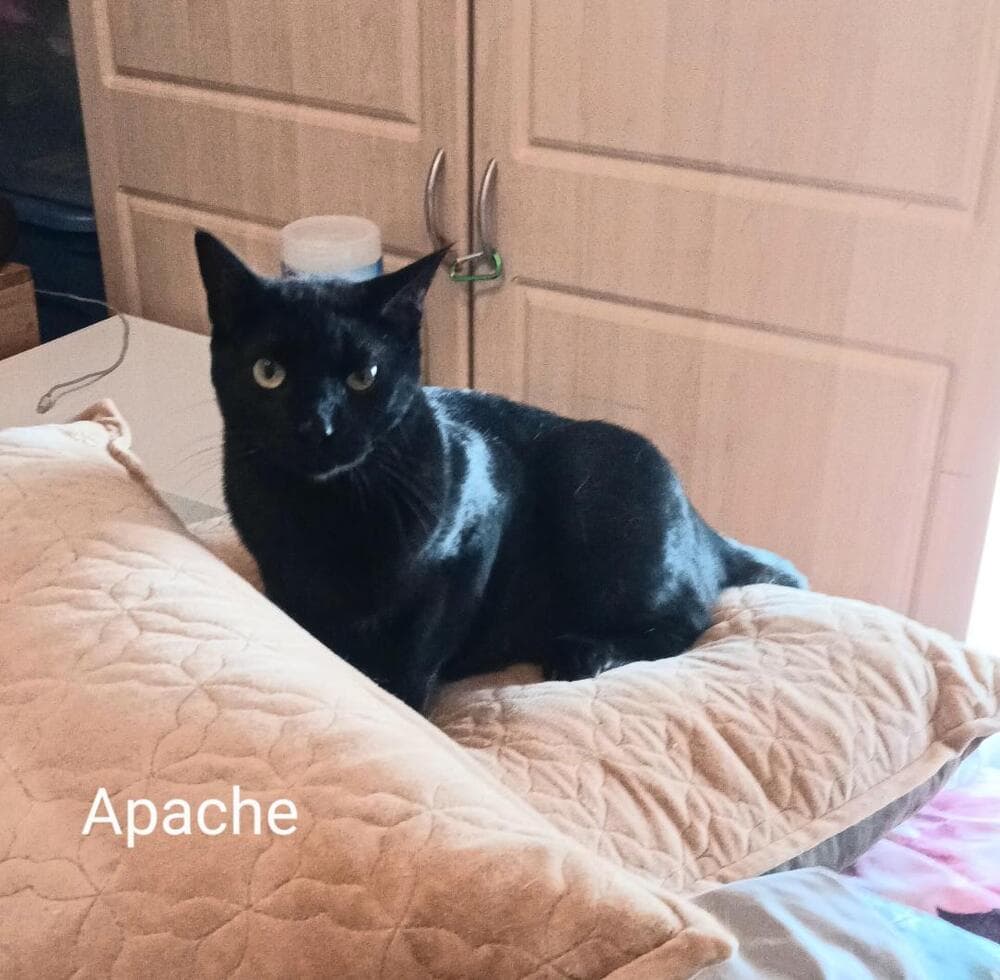 Apache - Maine Coon