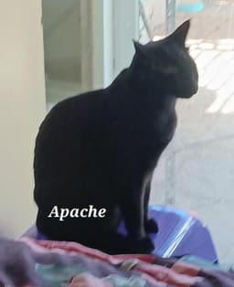 Apache image 3