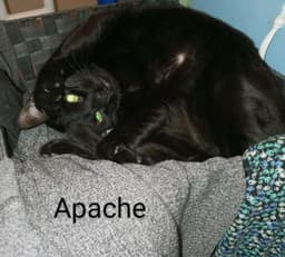 Apache image 4