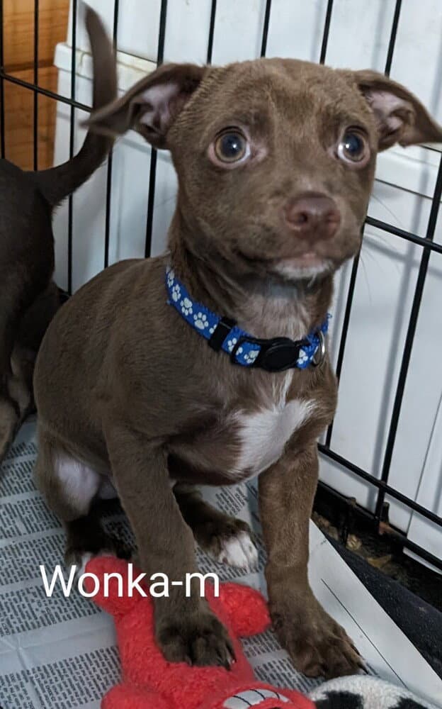 Wonka - Chihuahua