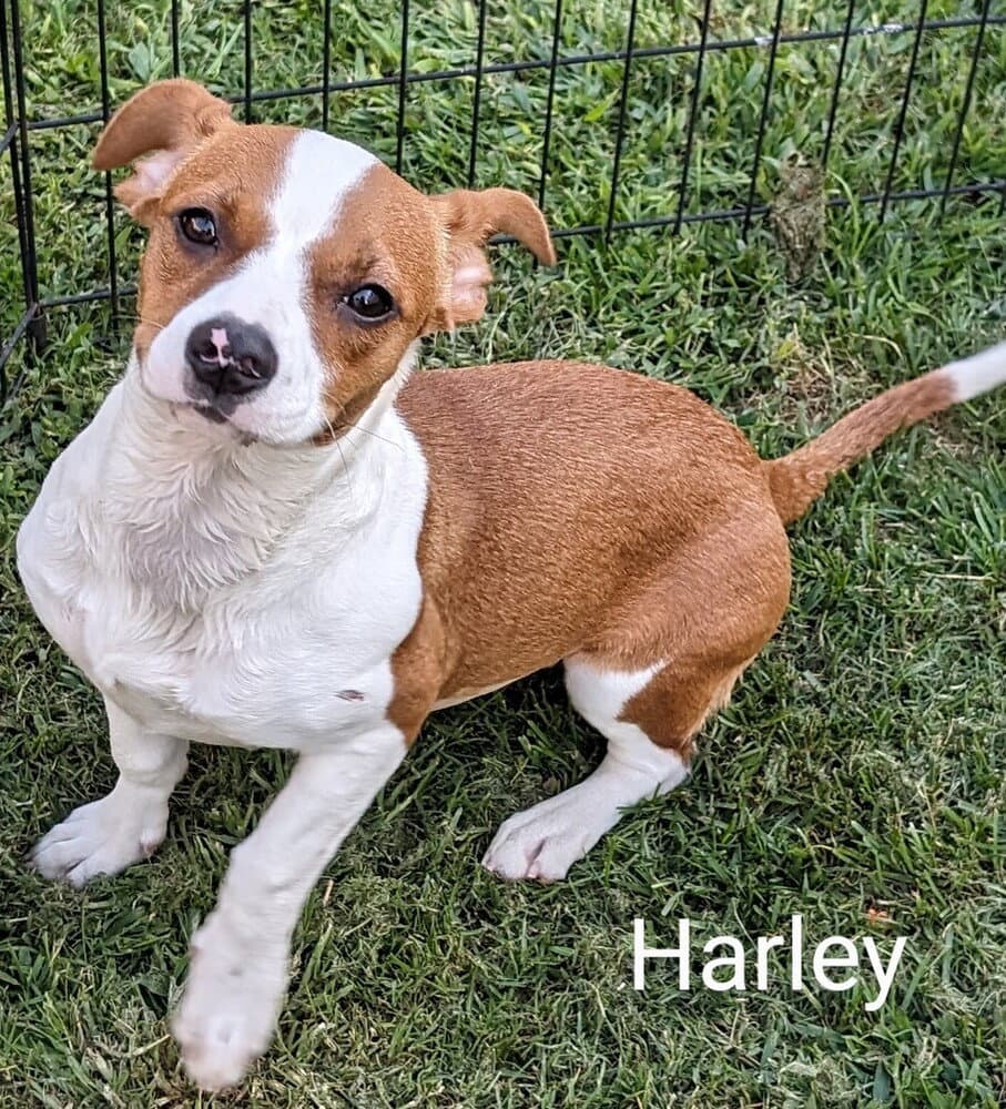 Harley - Jack Russell Terrier