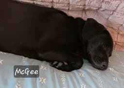 Mcgee image 4