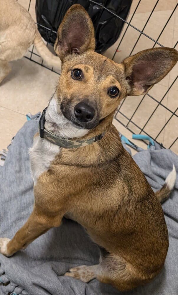 Apollo - Italian Greyhound