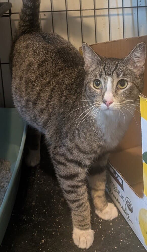Calvin - Domestic Short Hair