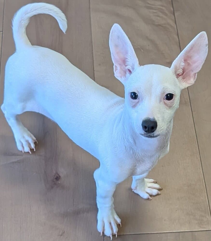 Prada - Chihuahua