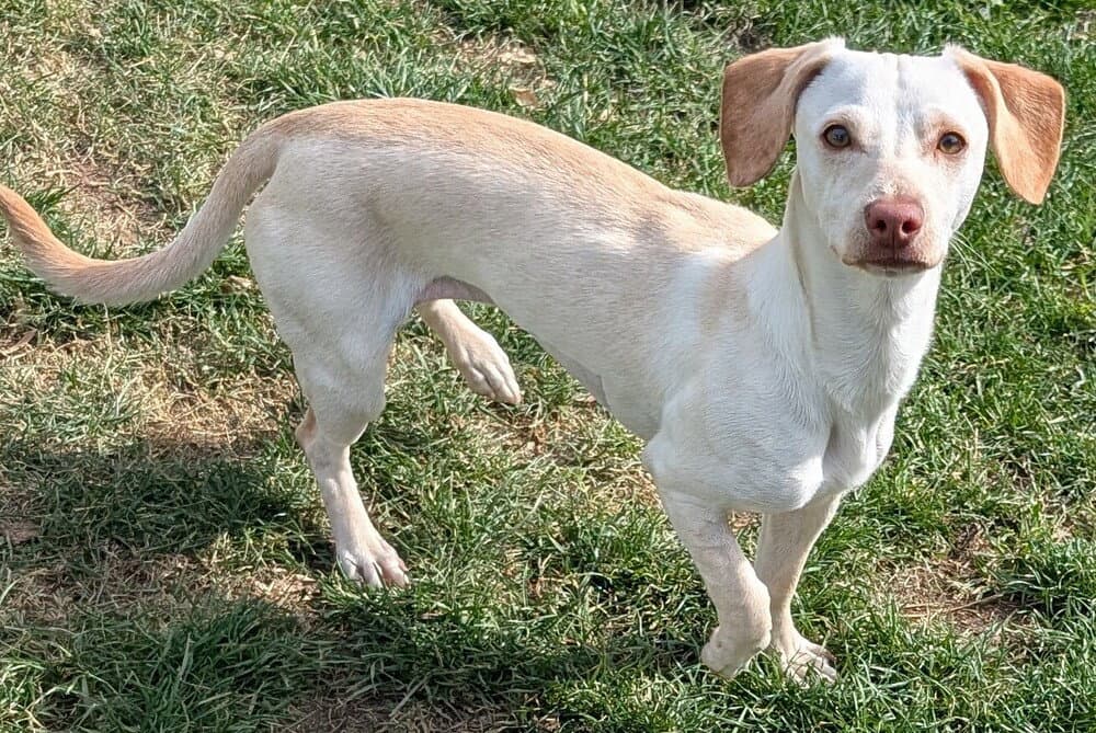 Chloe - Dachshund
