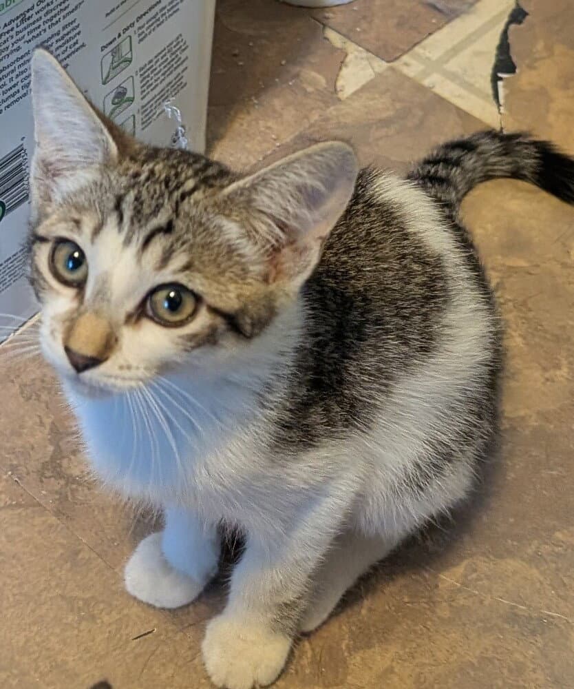 Bailey - Domestic Medium Hair