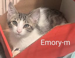 Emory image 2