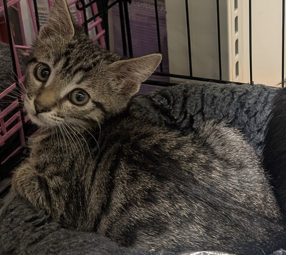Sundance Kid - Domestic Medium Hair