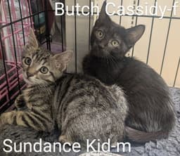 Sundance Kid image 2