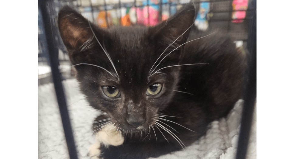 Twitch - Domestic Medium Hair