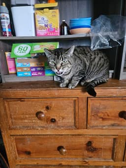 Meowser image 1