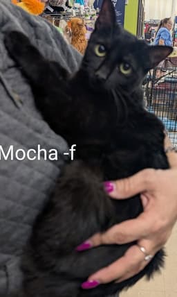 Mocha image 1