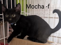 Mocha image 2