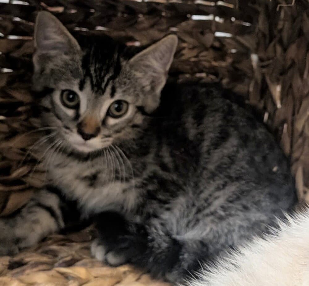 Evan - Domestic Medium Hair