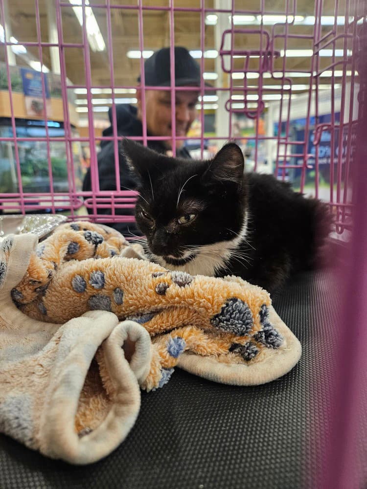 Snuggle Bug - Domestic Medium Hair