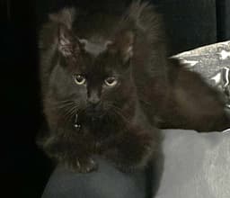 Ares image 2