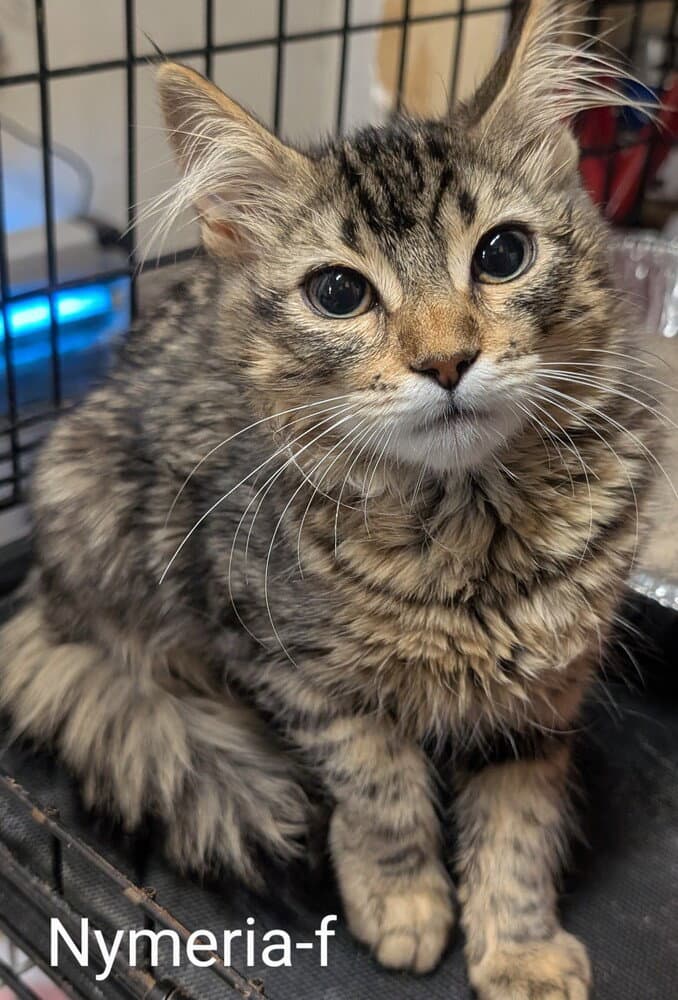 Nymeria - Domestic Long Hair