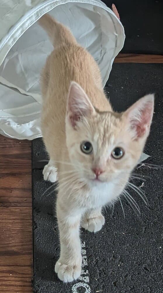 Mini Wheat - Domestic Medium Hair