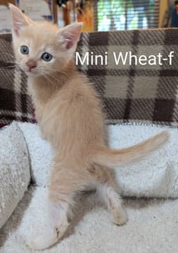 Mini Wheat image 2