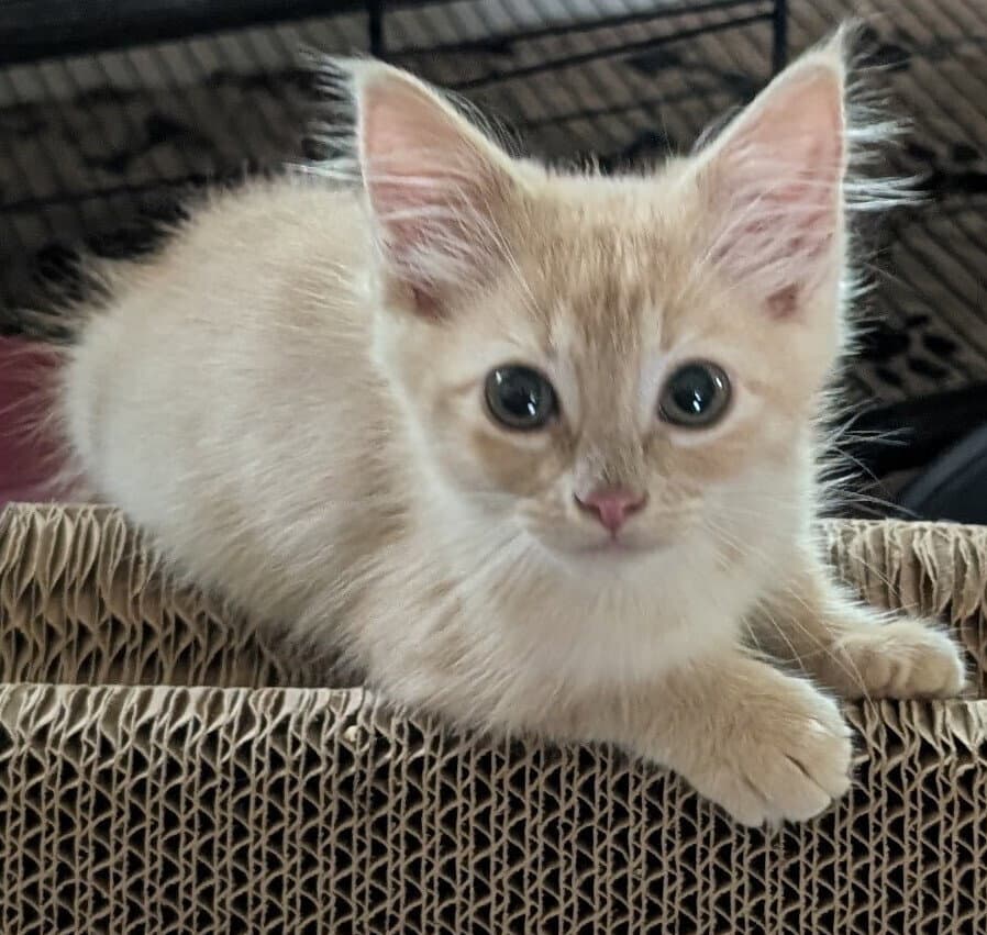 Honey Comb - Domestic Medium Hair