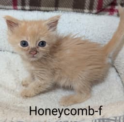 Honey Comb image 2