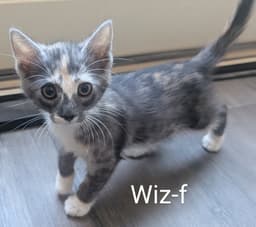 Wiz image 1