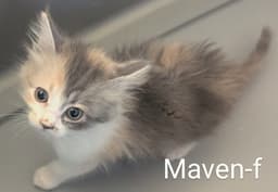 Maven image 1