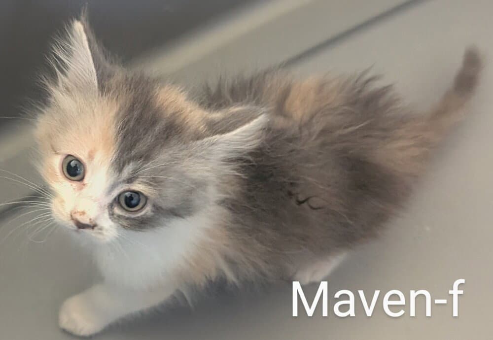 Maven - Calico