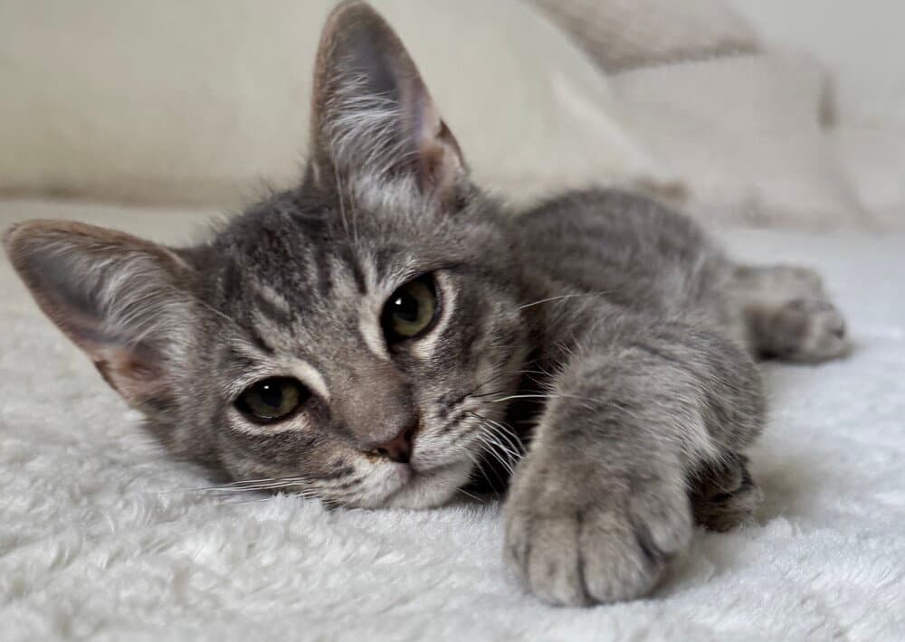 Silvio - Domestic Medium Hair