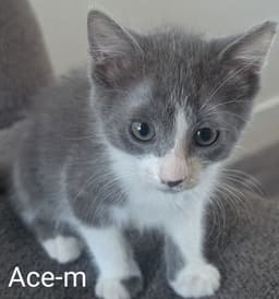 Ace image 1