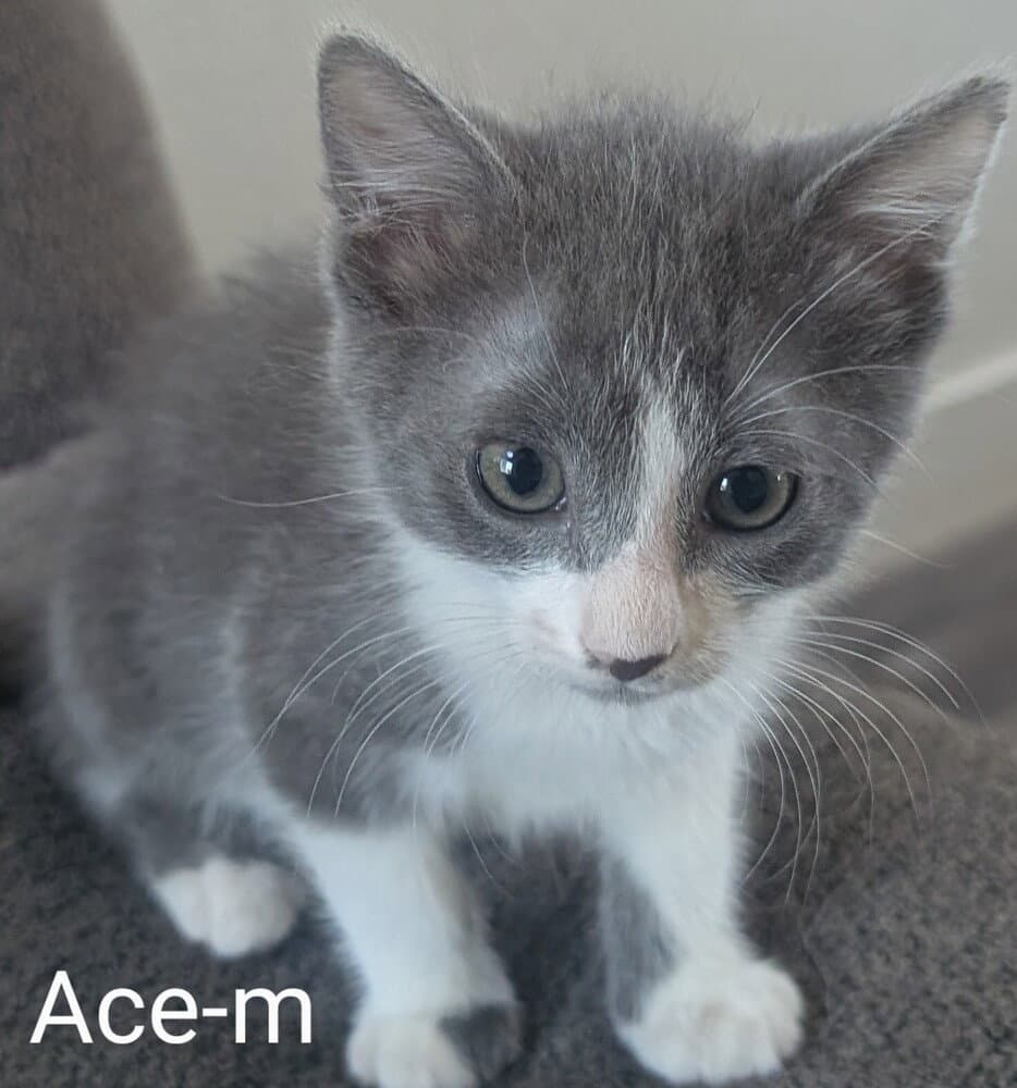 Ace - Domestic Medium Hair