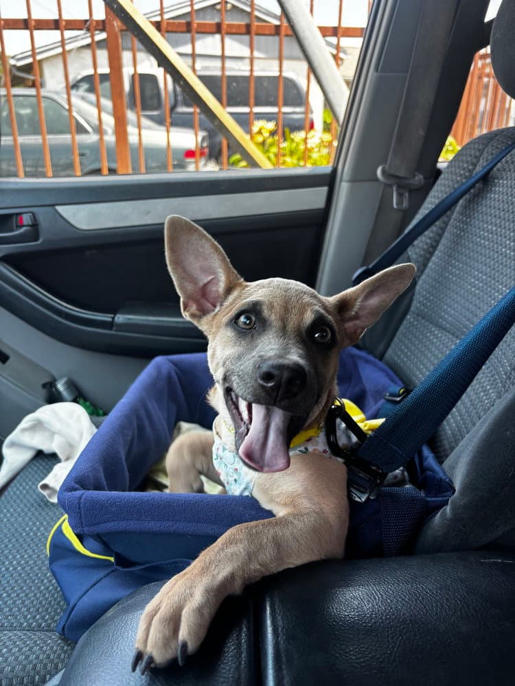 Bitsy - Chihuahua