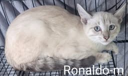 Ronaldo image 1