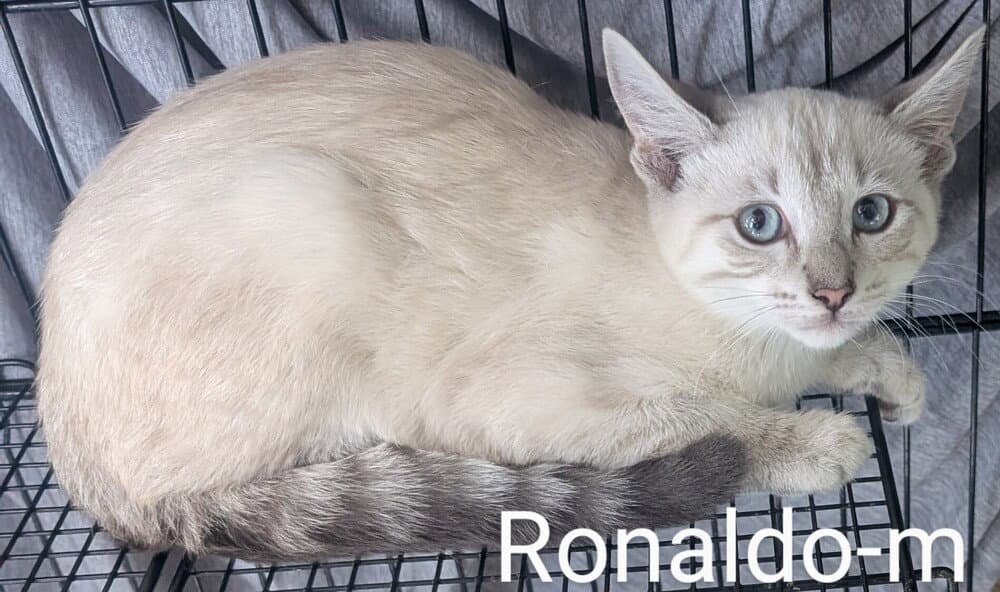 Ronaldo - Siamese