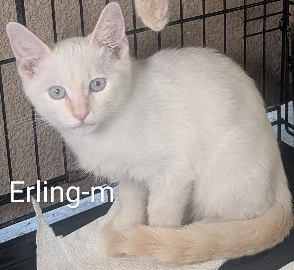 Erling - Siamese