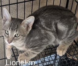Lionel image 1
