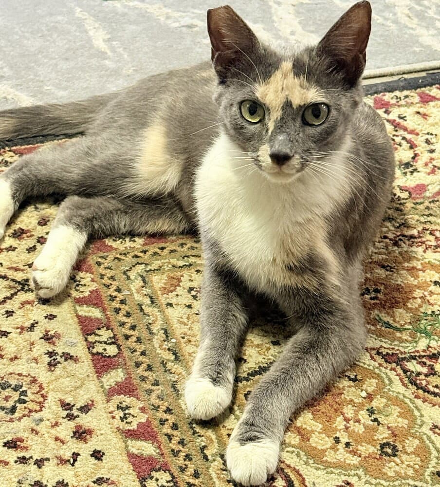 Matti - Domestic Short Hair