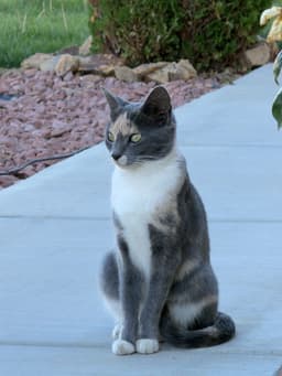Matti image 2
