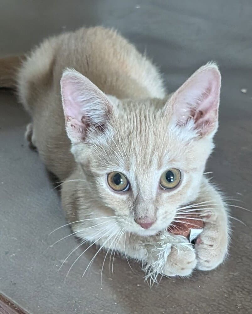 Corn Pop - Domestic Medium Hair