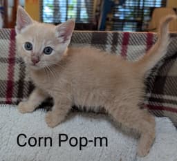 Corn Pop image 2