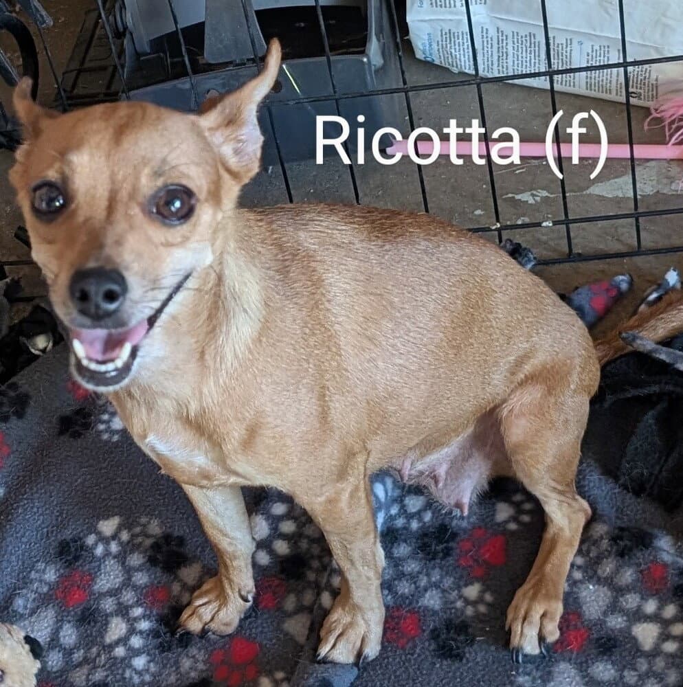 Ricotta - Chihuahua