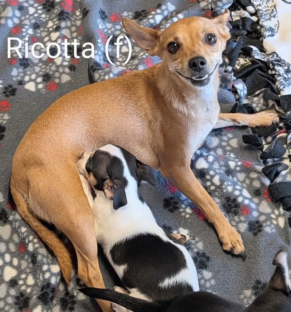 Ricotta - Chihuahua
