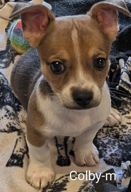 Colby - Chihuahua