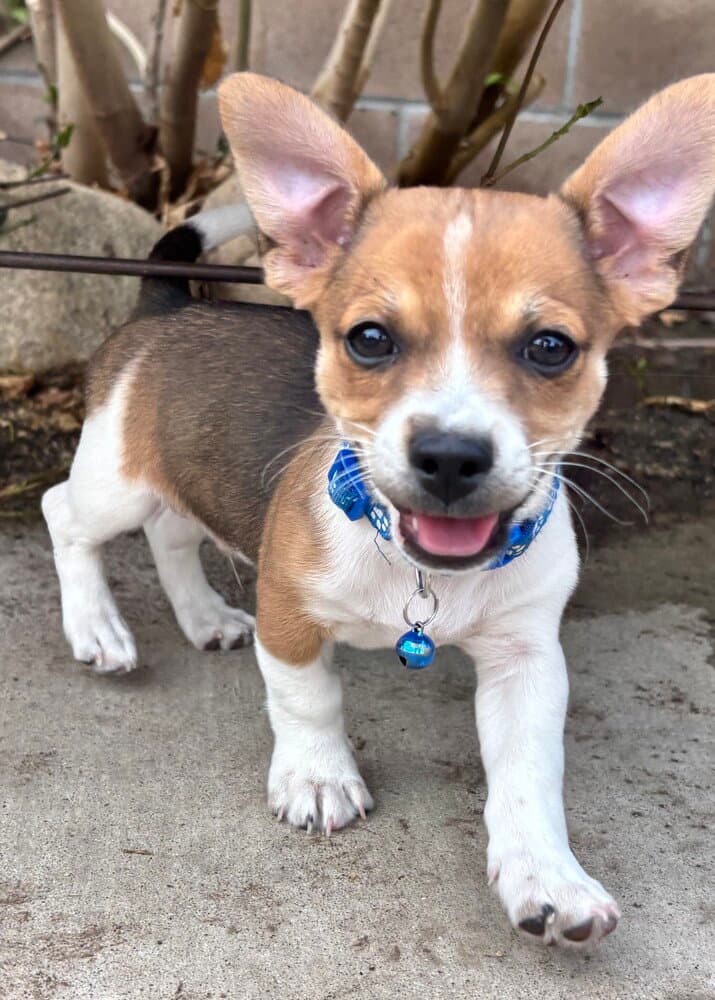 Colby - Chihuahua