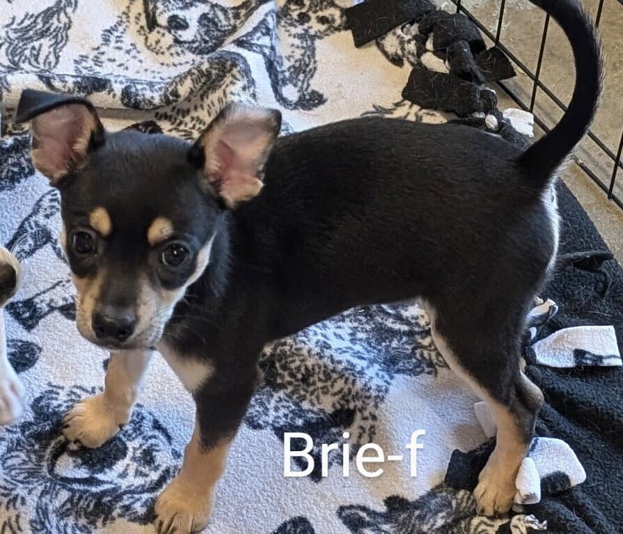 Brie - Chihuahua